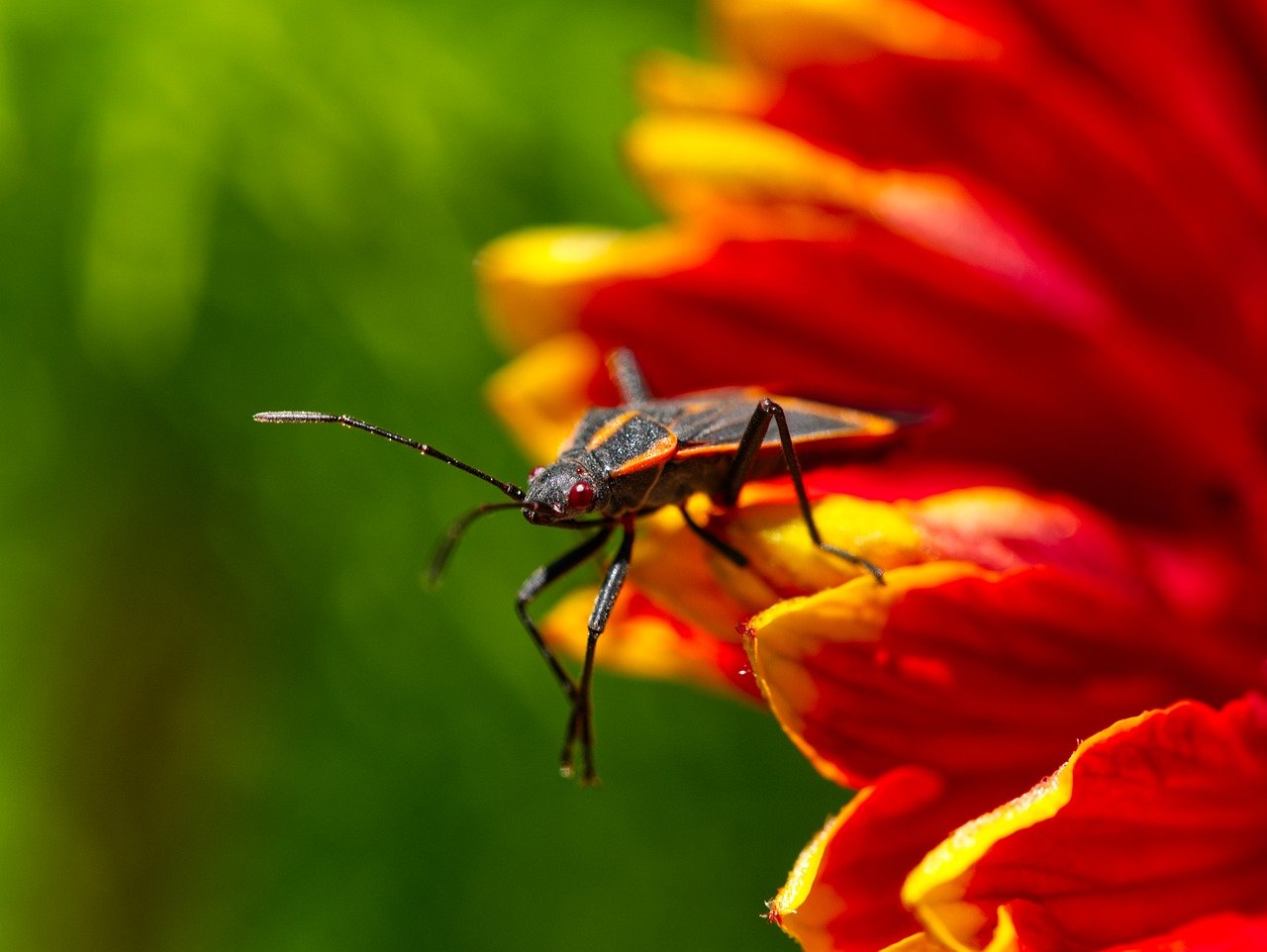 Boxelder Bettle