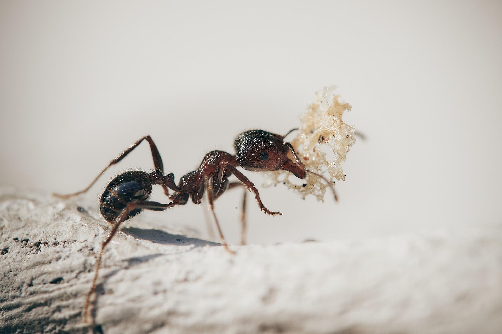 Odorous House Ant