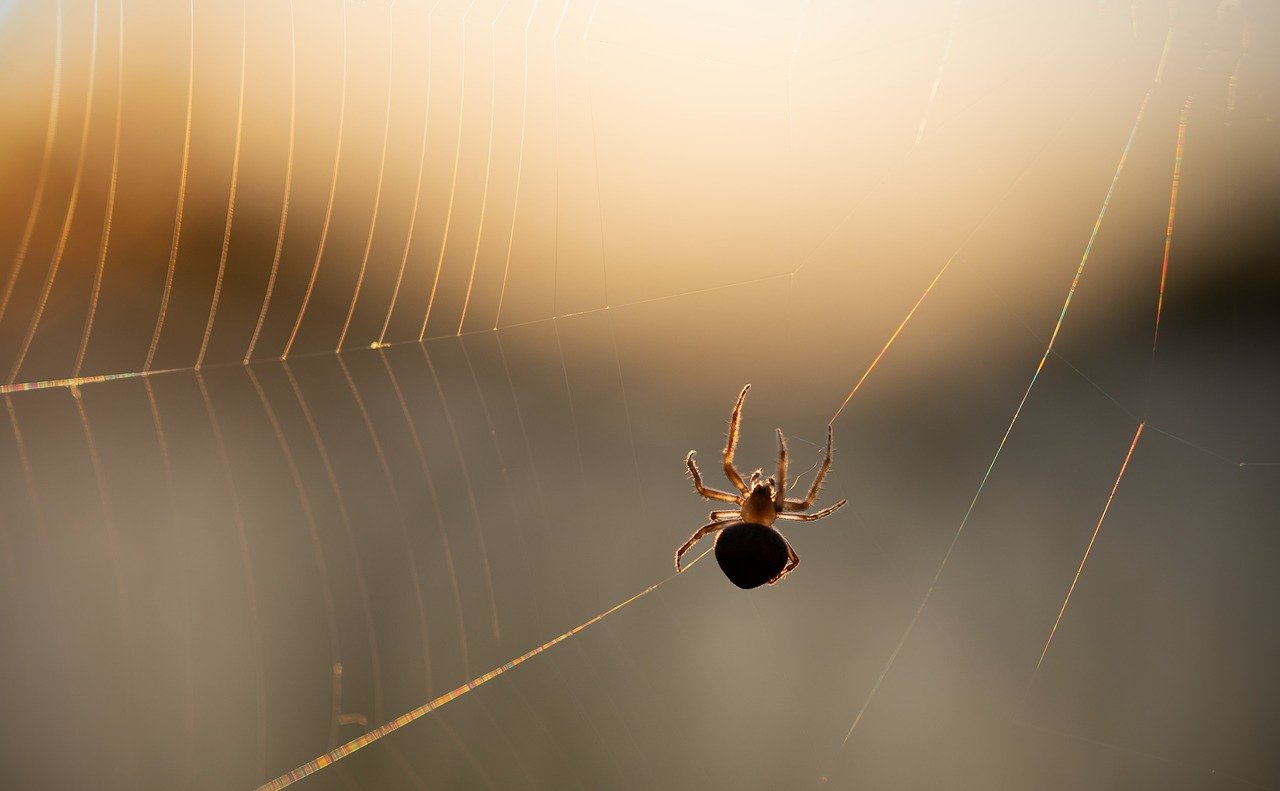 Spider in Web