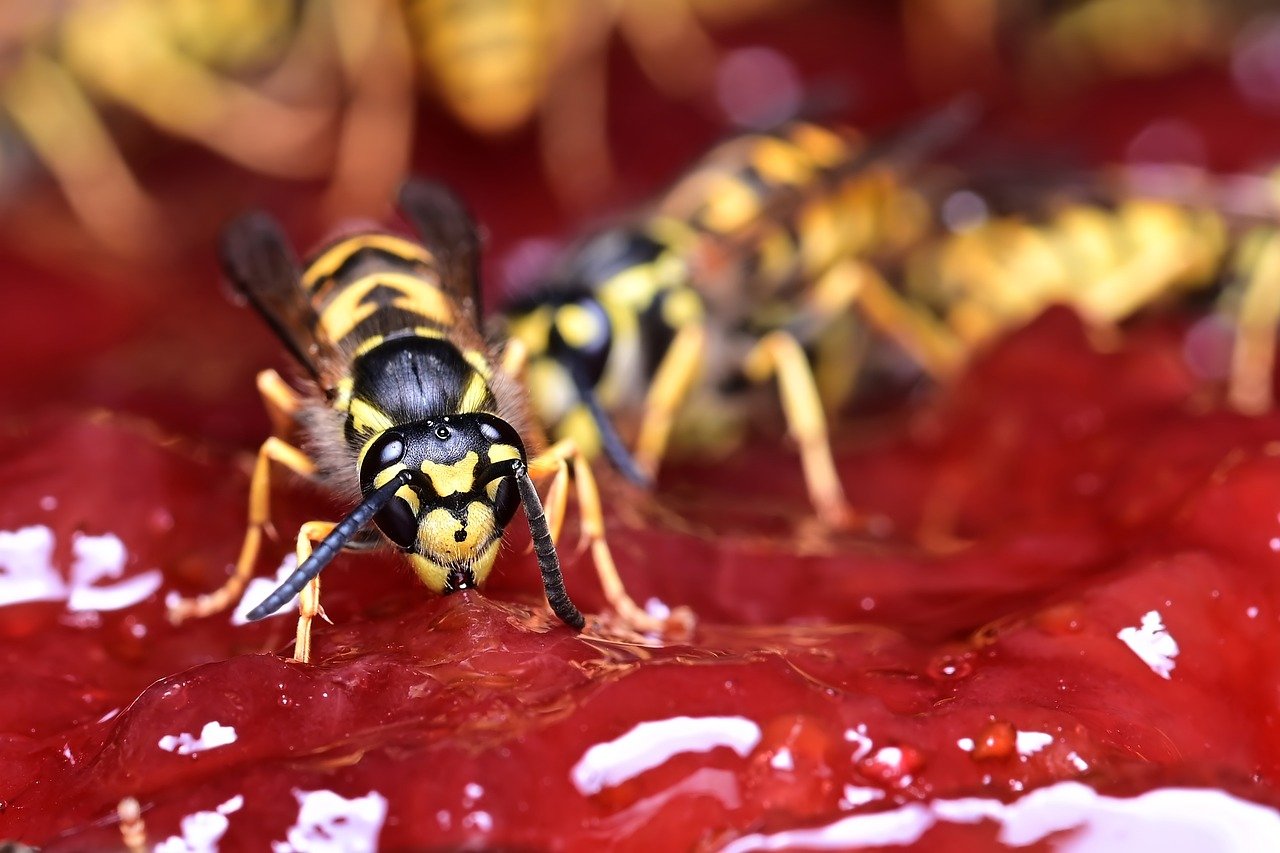 Wasp on Red Jelly