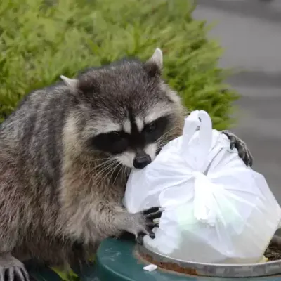 racoon-eating-garbage