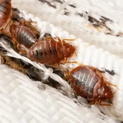 bed bugs on mattress