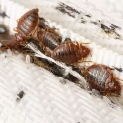 bed bugs