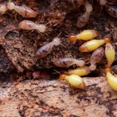 termites