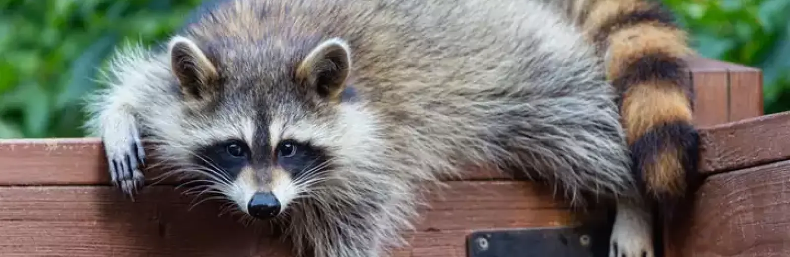 racoon on fence