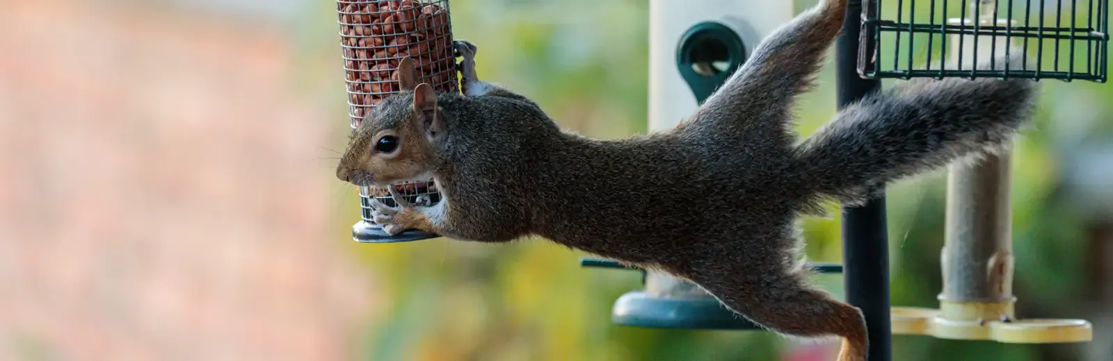 service-wildlife-control