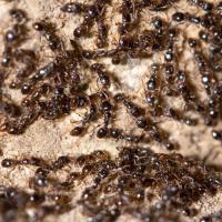 a lot of little black ants