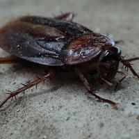 cockroach on concrete floor