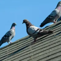 birds-on-roof