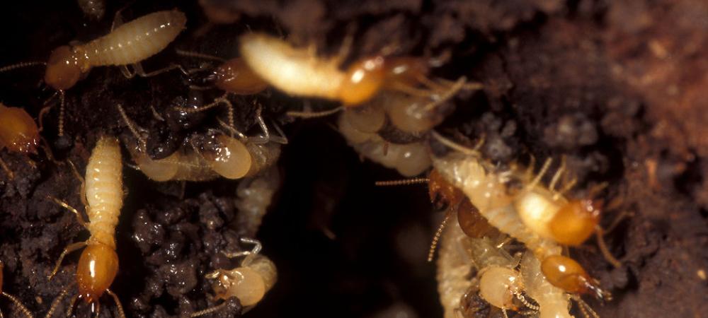 Subterranean Termites.jpg