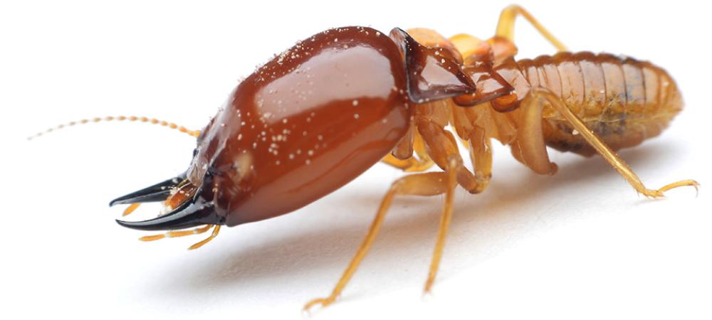 termite with white background