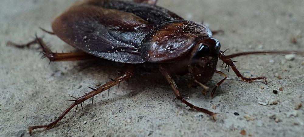 cockroach on concrete floor