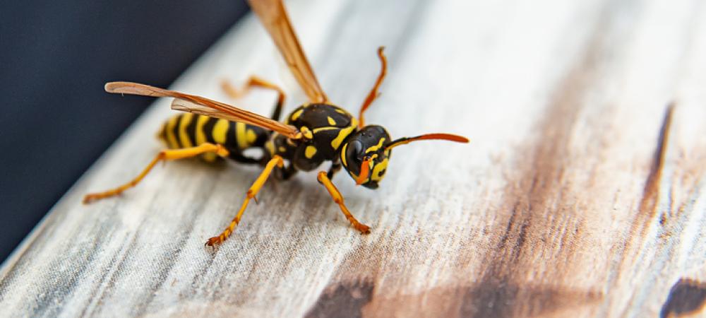 yellow jacket on wood