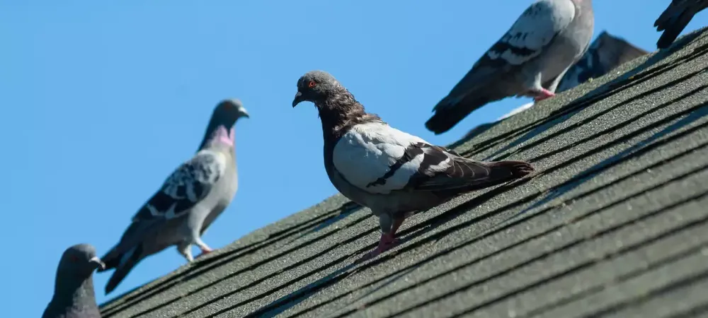 birds-on-roof