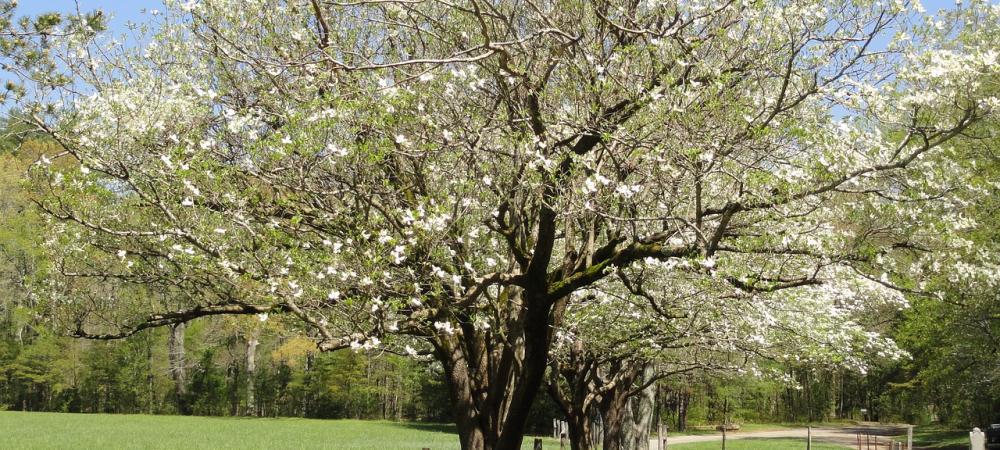 dogwood tree