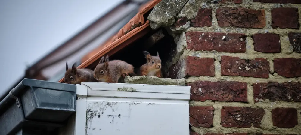 red squirrels leaving their nest in the corner of a homes roof