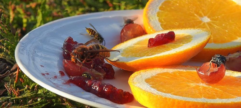 stinging-insects-feeding