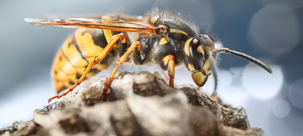 black and yellow wasp sitting on the outside of its nest.